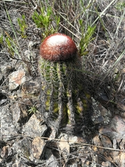 Melocactus