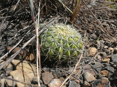 Melocactus