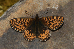 Boloria freija freija