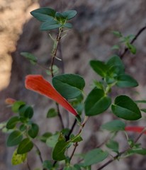 Clinopodium mexicanum