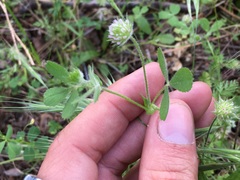 Trifolium microcephalum