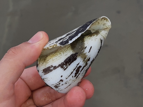 Conus fergusoni, 2021-12-03