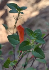 Clinopodium mexicanum