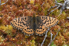 Boloria freija freija