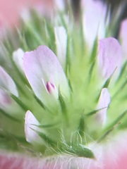 Trifolium microcephalum