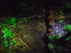 Micrurus mosquitensis