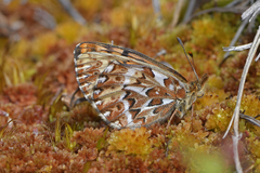 Boloria freija freija