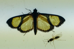Hyalea