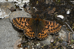 Boloria freija freija