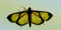 Hyalea