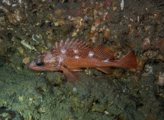 Sebastes constellatus