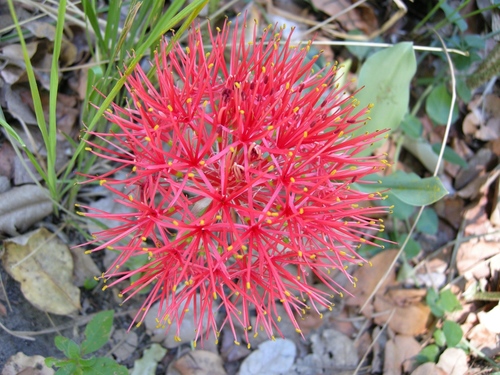 Scadoxus multiflorus image