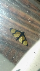Hyalea