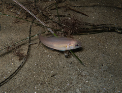 Caulolatilus princeps