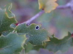 Tetraleurodes perileuca