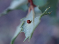 Neuroterus saltatorius