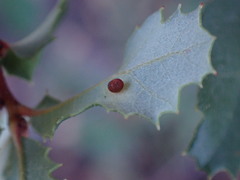 Neuroterus saltatorius