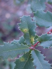 Neuroterus saltatorius