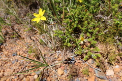 Moraea elsiae
