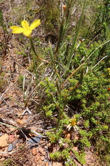 Moraea elsiae