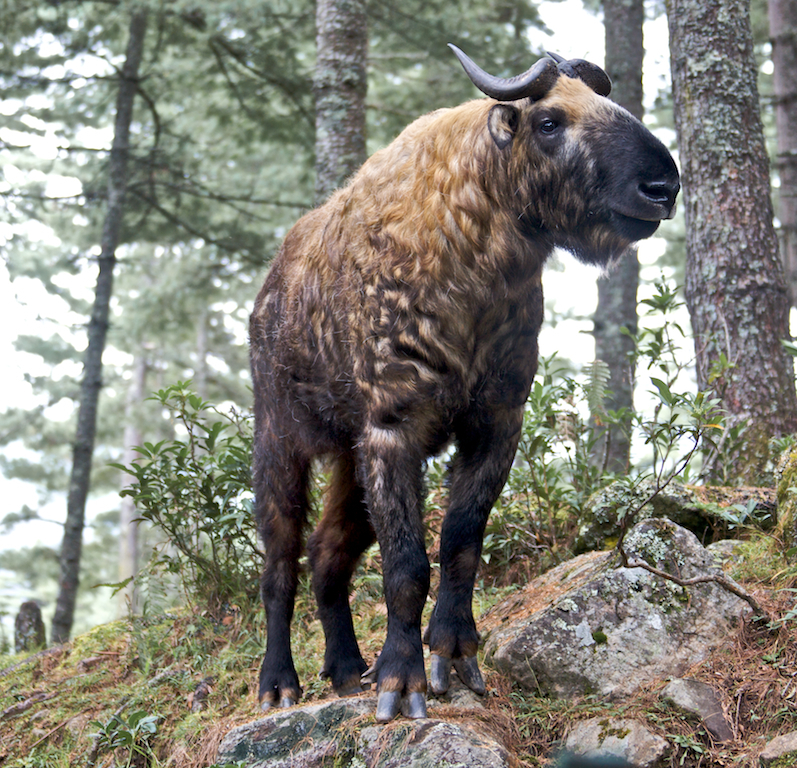 Bhutan Takin in October 2009 by Rinzy Wangchuk · iNaturalist