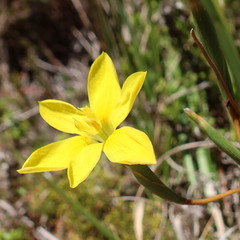 Moraea elsiae