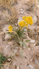 Sartwellia flaveriae