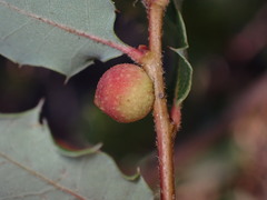 Burnettweldia californicordazi