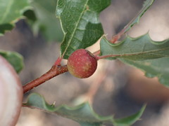 Burnettweldia californicordazi