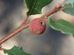 Burnettweldia californicordazi