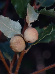 Burnettweldia californicordazi