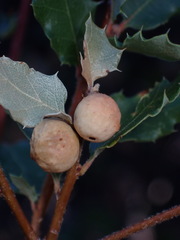 Burnettweldia californicordazi