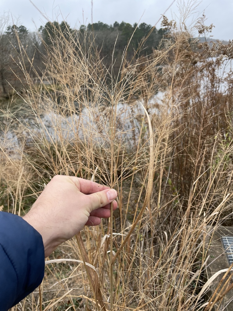 Panicum virgatum from Cass County, US-TX, US on 2021년 12월 09일 (목) at 10:06 오전 by Josh/Joshua · iNaturalist Panicum virgatum