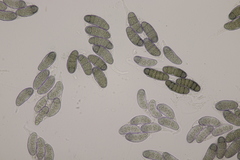 Hapalocystis