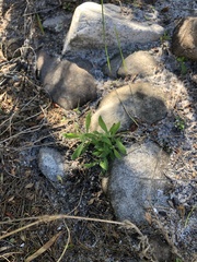 Silene burchellii burchellii