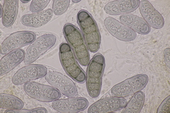 Hapalocystis