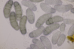 Hapalocystis