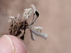 Antennaria marginata