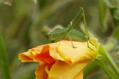 Anisophya punctinervis