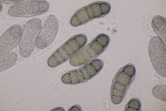 Hapalocystis