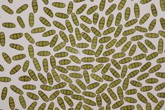 Splanchnonema platani