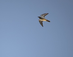 Charadrius vociferus