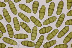 Splanchnonema platani