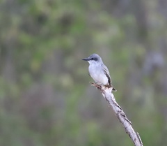 Tyrannus dominicensis