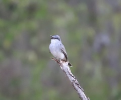 Tyrannus dominicensis