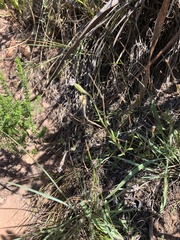 Silene burchellii burchellii