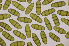 Splanchnonema platani