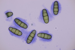 Splanchnonema platani