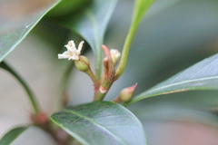 Sideroxylon wightianum