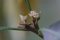 Sideroxylon wightianum